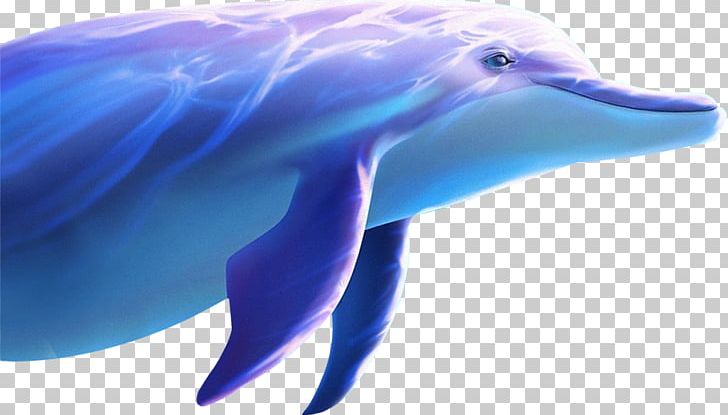 Common Bottlenose Dolphin Wholphin Tucuxi PNG, Clipart, Animals, Aquarium, Azure, Beak, Blue Free PNG Download