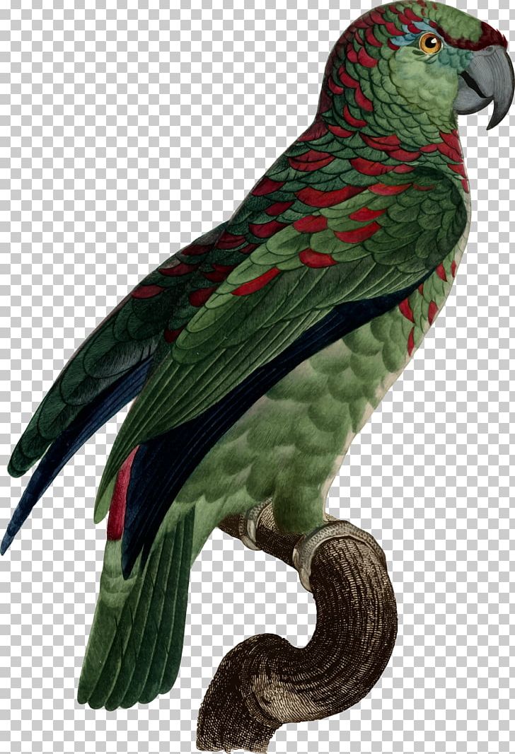 Parrot Macaw Parakeet Loriini Feather PNG, Clipart, Acetylcoa, African Grey, Amphibians, Animals, Beak Free PNG Download