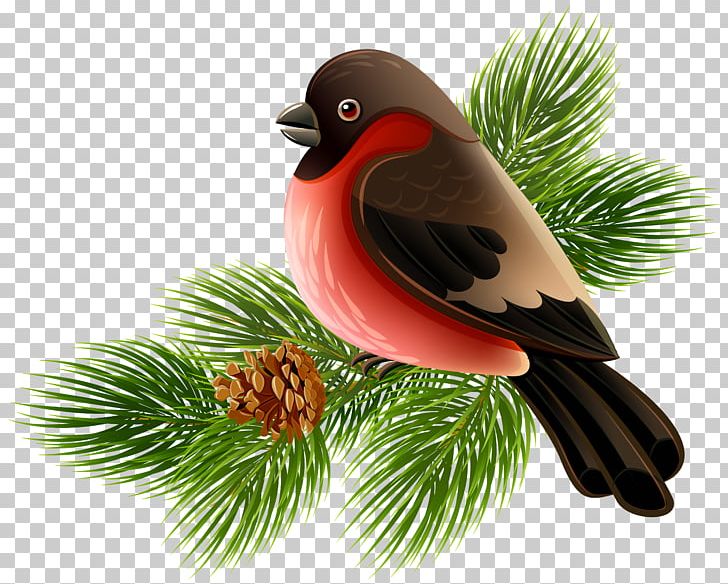 Bird PNG, Clipart, Animals, Animation, Beak, Bird, Christmas Ornament Free PNG Download