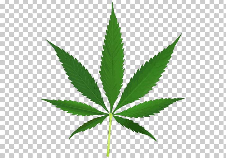 Cannabis Sativa Hemp PNG, Clipart, Cannabis, Cannabis Sativa, Cannabis Shop, Cannabis Smoking, Desktop Wallpaper Free PNG Download