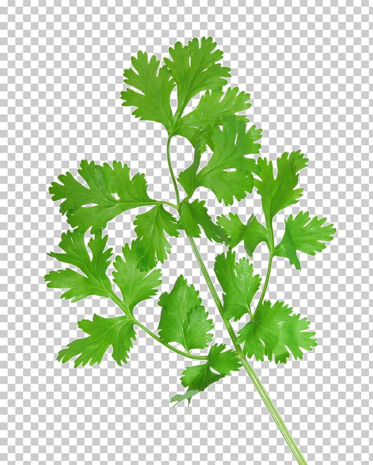 Coriander Vietnamese Cuisine Health Herb Culantro PNG, Clipart, Coriander, Culantro, Drinking, Food, Health Free PNG Download