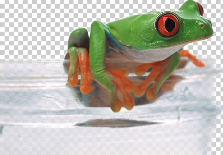 Frog Desktop Environment PNG, Clipart, Amphibian, Animal, Animals, Broken Glass, Champagne Glass Free PNG Download