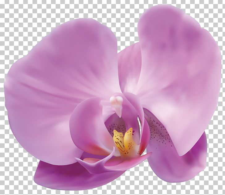 Popular Orchids Flower PNG, Clipart, Clip Art, Computer Icons, Dendrobium, Flower, Flowering Plant Free PNG Download