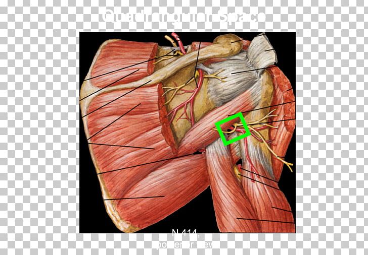 Shoulder Axillary Nerve Quadrangular Space Triangular Space PNG, Clipart, Abdomen, Anatomy, Arm, Artery, Axillary Nerve Free PNG Download