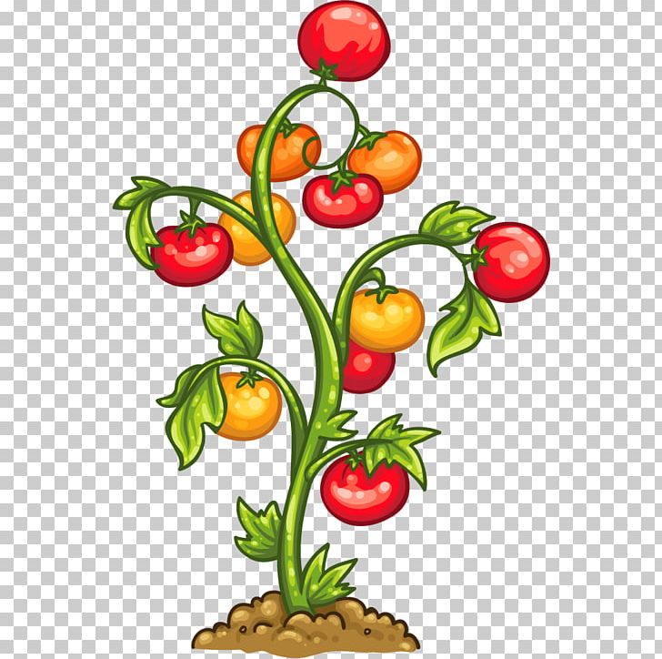 Tomato Vegetable Plant Auglis Food PNG, Clipart, Artwork, Auglis, Didactic Method, Education, Floral Design Free PNG Download