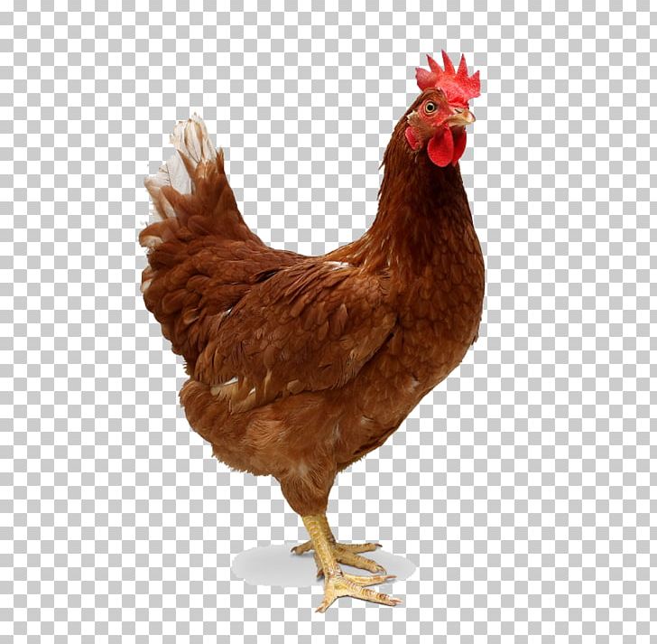 Chicken Meat Broiler Roast Chicken PNG, Clipart, Beak, Bird, Broiler, Chicken, Chicken Chicken Free PNG Download