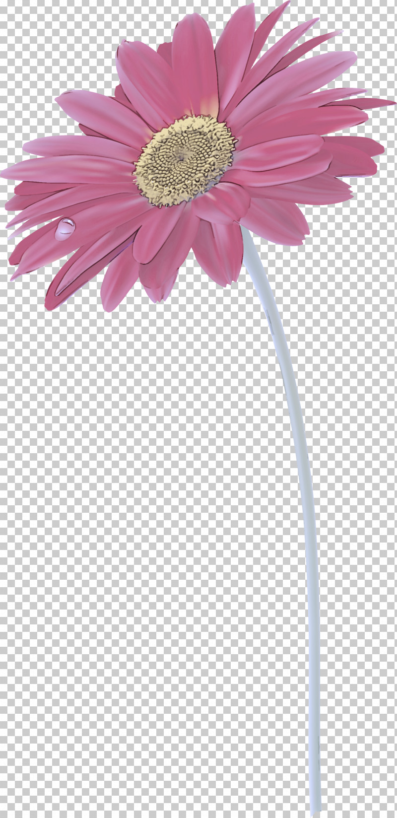 Transvaal Daisy Flower Vase Ornamental Plant Common Daisy PNG, Clipart, Common Daisy, Daisy Family, Flower, Flowerpot, Ornamental Plant Free PNG Download