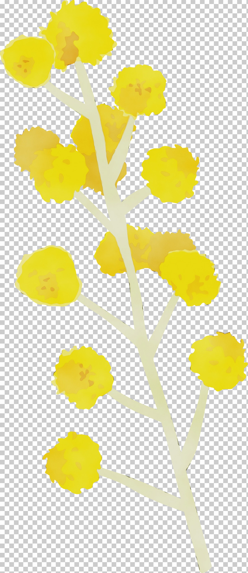 Yellow Flower Plant Cut Flowers Plant Stem PNG, Clipart, Cut Flowers, Flower, Paint, Plant, Plant Stem Free PNG Download