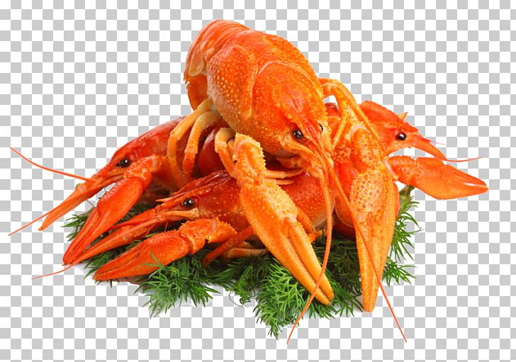 Beer Lobster Crayfish As Food Seafood Crab PNG, Clipart, Animals, Animal Source Foods, Beer, Caridean Shrimp, Crab Meat Free PNG Download