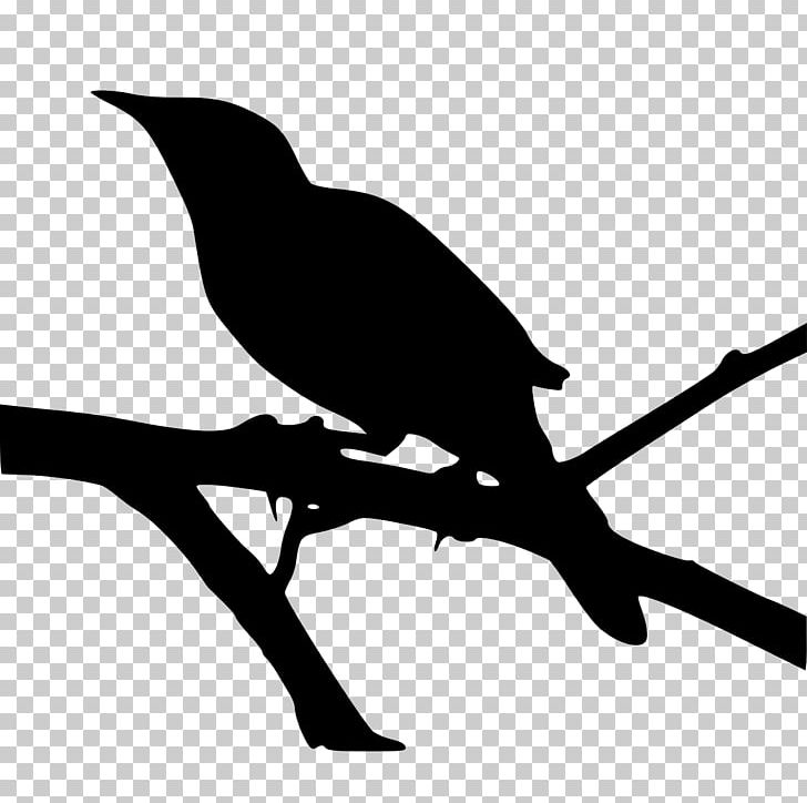Northern Mockingbird To Kill A Mockingbird PNG, Clipart, Beak, Bird, Bird Silhouette, Black And White, Branch Free PNG Download
