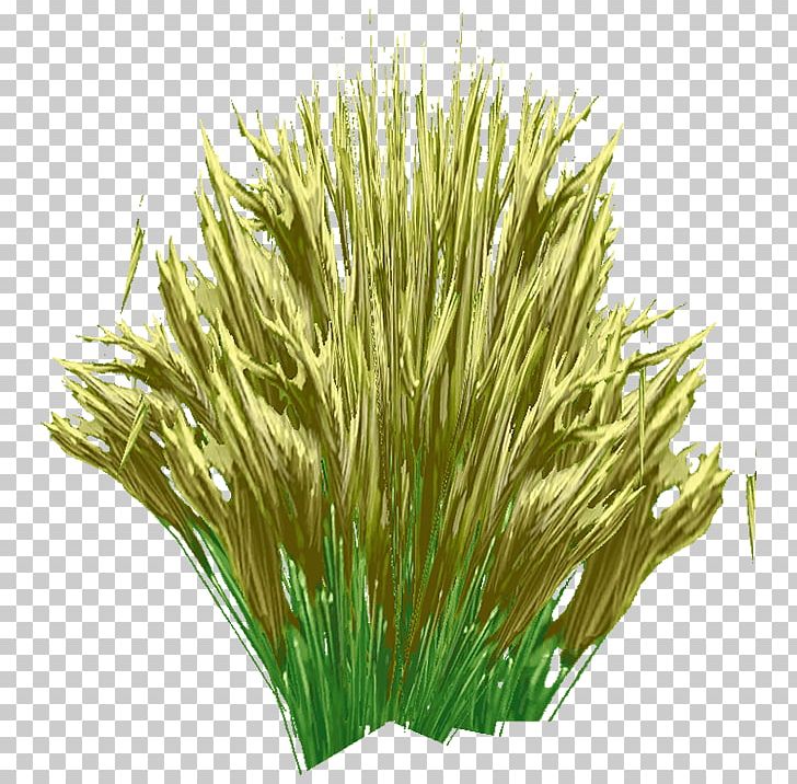 Sweet Grass Vetiver Commodity Wheatgrass Chrysopogon PNG, Clipart, Aquarium Decor, Chrysopogon, Chrysopogon Zizanioides, Commodity, Grass Free PNG Download