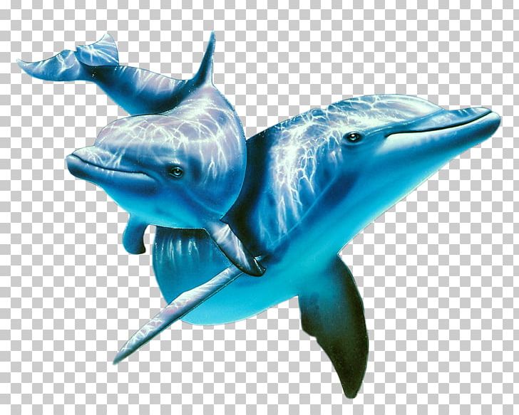 Atlantic Spotted Dolphin Painting Animal PNG, Clipart, Animals, Aquatic Animal, Art, Bottlenose Dolphin, Cetacea Free PNG Download