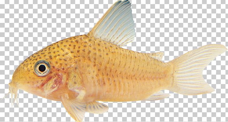 Goldfish Tilapia Ornamental Fish Aquarium PNG, Clipart, Animal Figure, Animals, Aquarium, Bony Fish, Carp Free PNG Download