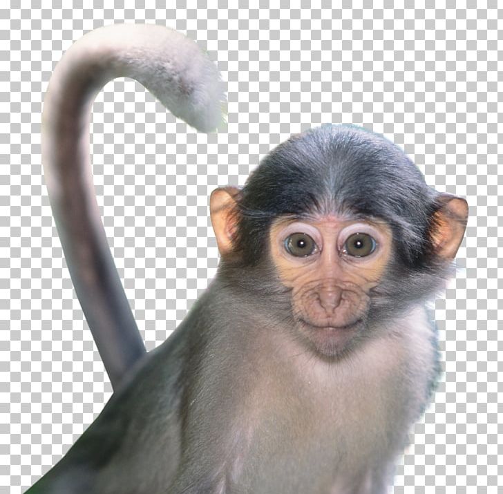 Macaque Monkey PNG, Clipart, Animal, Animals, Ape, Baboons, Cercopithecidae Free PNG Download