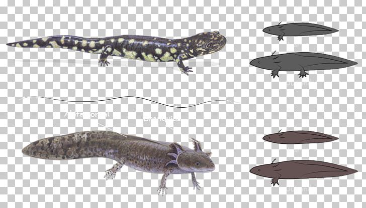 Newt Ecosystem Reptile Fauna Wildlife PNG, Clipart, Amphibian, Animal, Animal Figure, Ecosystem, Fauna Free PNG Download