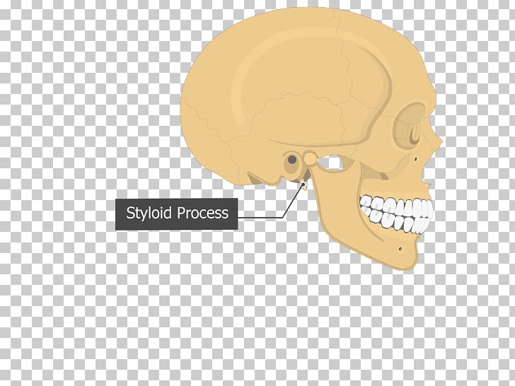 Skull Tympanic Part Of The Temporal Bone Mastoid Part Of The Temporal Bone Petrous Part Of The Temporal Bone PNG, Clipart, Anatomy, Atlas, Bone, Cartoon, Ear Free PNG Download
