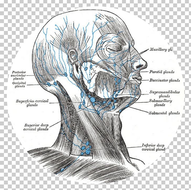 Superficial Cervical Lymph Nodes Lymphatic System Head And Neck Anatomy PNG, Clipart, Anatomy, Art, Automotive Design, Bone, Cervical Lymph Nodes Free PNG Download