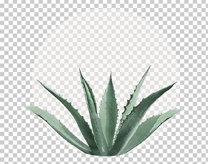 Agave Nectar Agave Azul Stock Photography Centuryplant Aloe Vera PNG, Clipart, Agave, Agave Azul, Agave Nectar, Aloe, Aloe Vera Free PNG Download