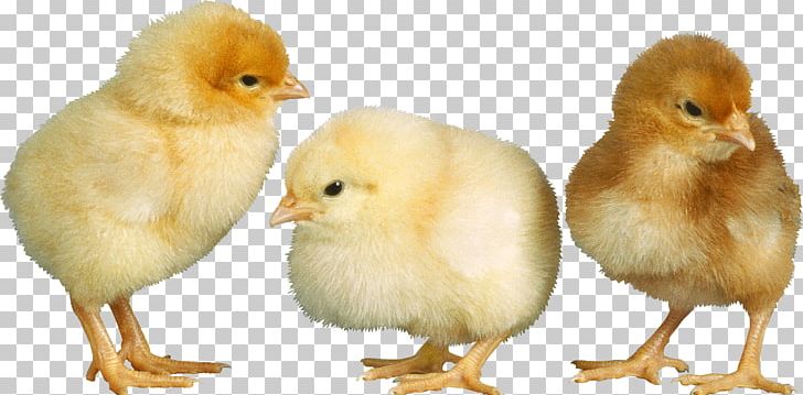American Pekin Duck Chicken Bird Broiler PNG, Clipart, American Pekin, Animals, Beak, Bird, Broiler Free PNG Download