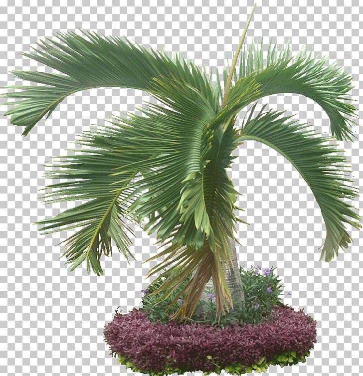Arecaceae Hyophorbe Lagenicaulis Tree Plant PNG, Clipart, 3d Computer Graphics, Arecaceae, Arecales, Areca Palm, Borassus Flabellifer Free PNG Download