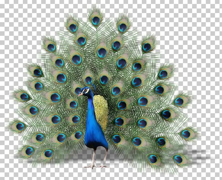 Bird Peafowl Thin Hair Thick (thinhairthick.com) PNG, Clipart, Animals, Asiatic Peafowl, Beak, Bird, Encapsulated Postscript Free PNG Download