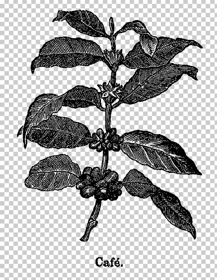 Botanical Illustration Botany PNG, Clipart, Antique, Black And White, Botanical Illustration, Botany, Branch Free PNG Download