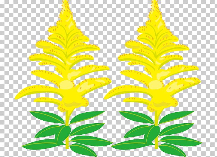 Canada Goldenrod PNG, Clipart, Autumn, Diagnose, Diagnostic Test, Flower, Flowering Plant Free PNG Download