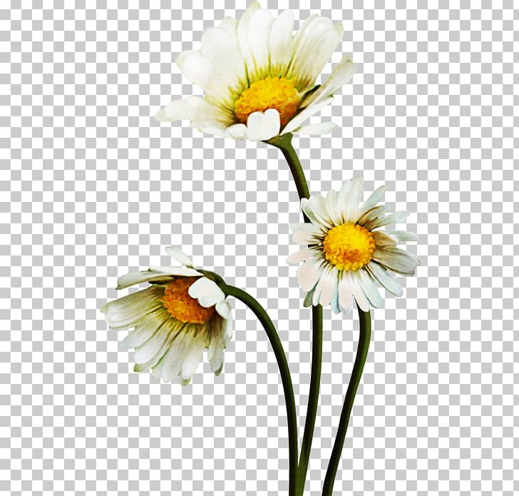 Common Daisy Oxeye Daisy PNG, Clipart, Animaatio, Annual Plant, Aster, Chamaemelum Nobile, Chamomile Free PNG Download