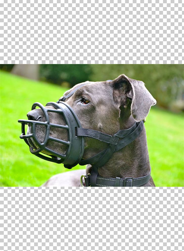 Dog Breed Cane Corso Dog Collar Snout PNG, Clipart, Breed, Cane Corso, Collar, Collar Welfare, Dog Free PNG Download