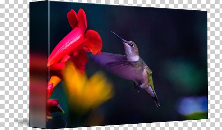 Hummingbird M Beak PNG, Clipart, Beak, Bird, Fauna, Flower, Hummingbird Free PNG Download
