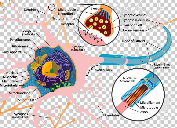 diagram of neuron dendrite