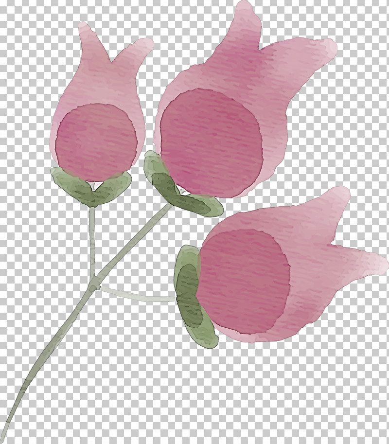 Pink Flower Plant Petal Tulip PNG, Clipart, Anthurium, Cut Flowers, Flower, Herbaceous Plant, Magenta Free PNG Download
