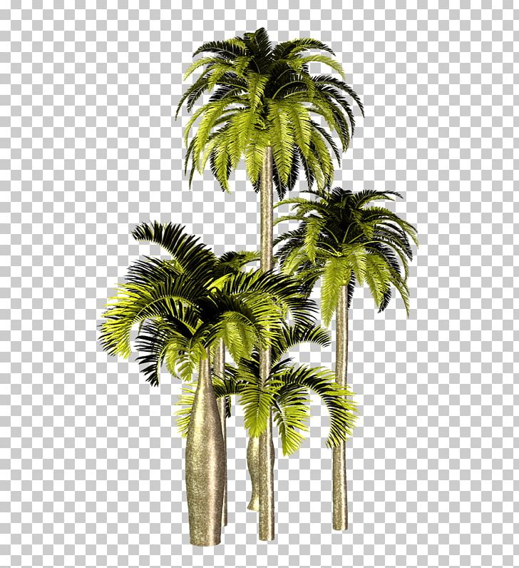 Asian Palmyra Palm Babassu Oil Palms Areca Palm Adonidia PNG, Clipart, Adonidia, Arecaceae, Arecales, Areca Nut, Areca Palm Free PNG Download