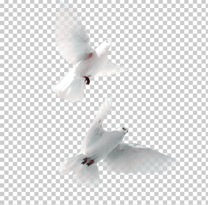 Domestic Pigeon Bird Snow Pigeon Streptopelia PNG, Clipart, Animals, Beak, Columba, Columbidae, Common Wood Pigeon Free PNG Download