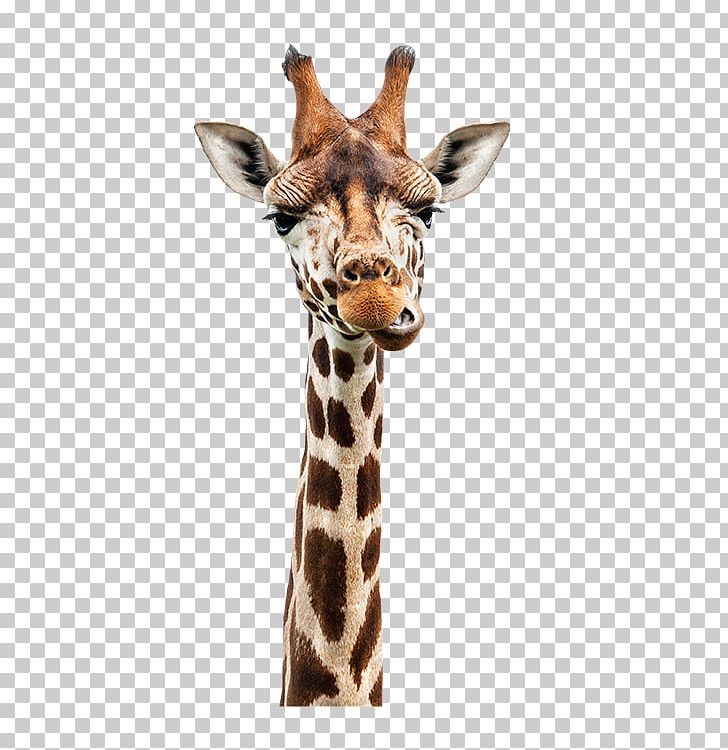 Giraffe Stock Photography PNG, Clipart, Animal Figure, Animals, Depositphotos, Giraffe, Giraffidae Free PNG Download