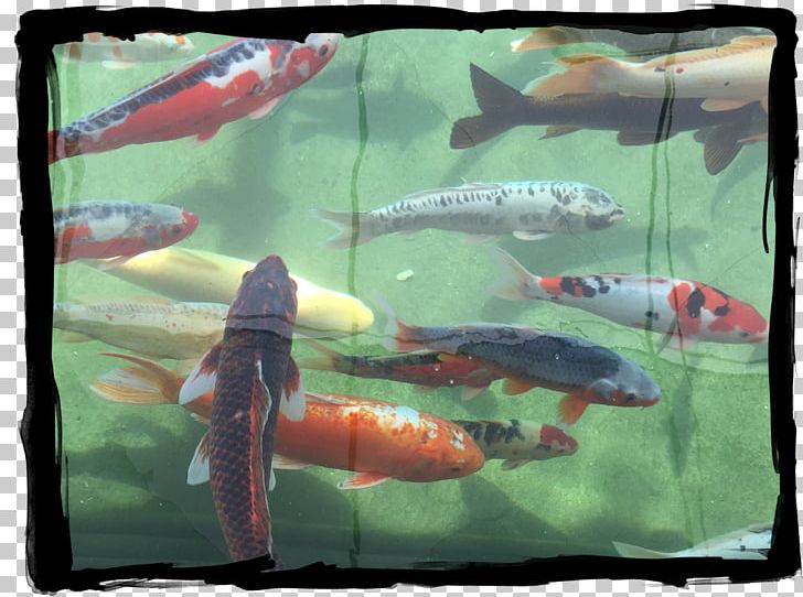 Koi Provence Fish Pond Hotel PNG, Clipart, Animal, Apricot, Biology, Breakfast, Early Morning Free PNG Download