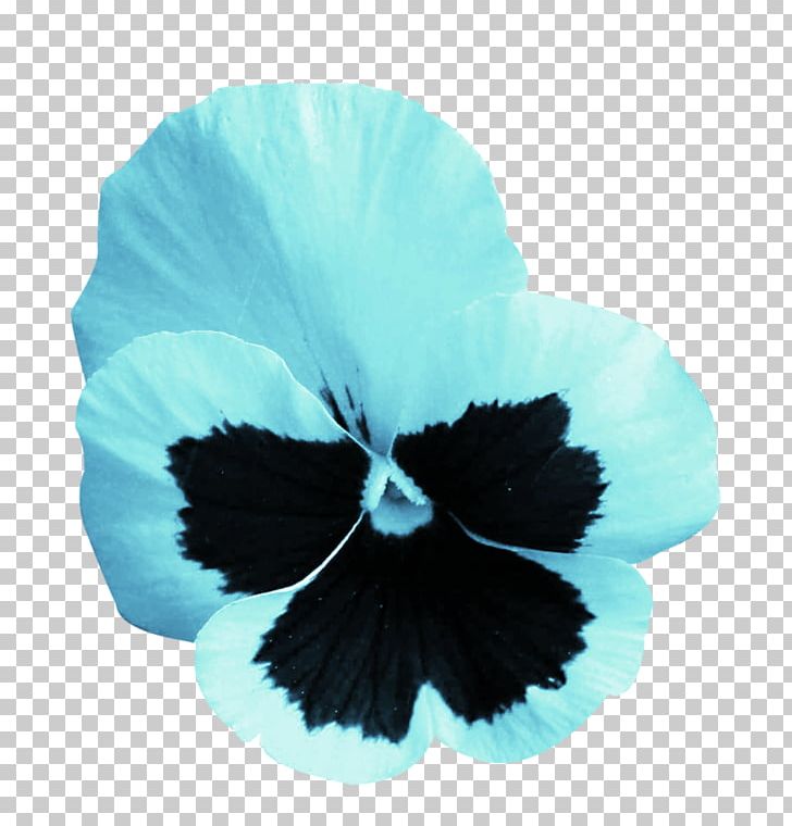 Pansy Rosemallows Turquoise PNG, Clipart, Buckle, Flower, Flowering Plant, Hibiscus, Mallow Family Free PNG Download