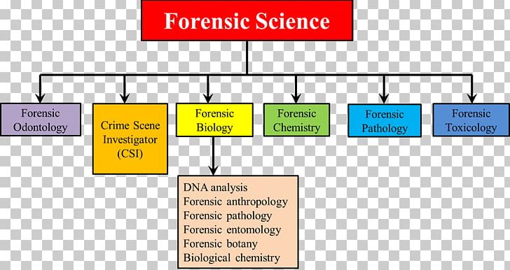 Forensic Science Forensic Pathology Forensic Dentistry Forensic Chemistry PNG, Clipart, Angle, Brand, Chart, Computer Forensics, Crime Free PNG Download