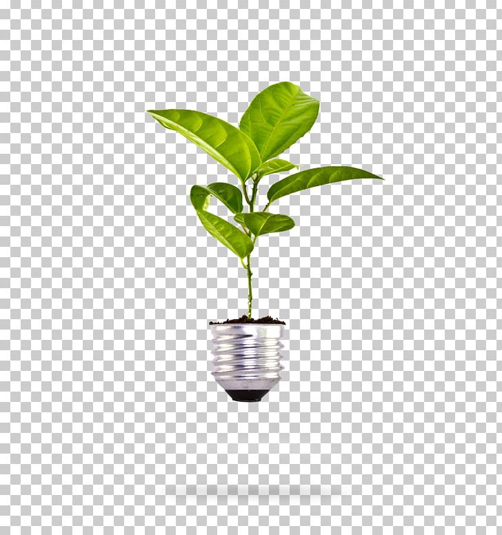 Incandescent Light Bulb Plant Stock Photography PNG, Clipart, Bulb, Ecology, Environment, Flowerpot, Grow Free PNG Download