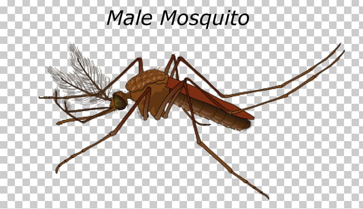 Marsh Mosquitoes Yellow Fever Mosquito Mosquito Control Female PNG, Clipart, Aedes, Aedes Albopictus, Arthropod, Culex, Female Free PNG Download