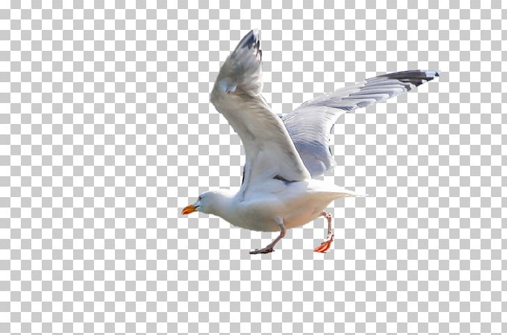 PicsArt Photo Studio Editing Photography PNG, Clipart, Android, Animals, Background, Beak, Bird Free PNG Download