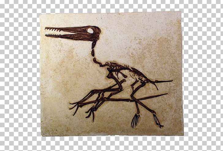 Pterosaurs Pterodactyls Fossil Flying Reptiles Darwinopterus PNG, Clipart, Animal, Beak, Darwinopterus, Dinosaur, Fantasy Free PNG Download