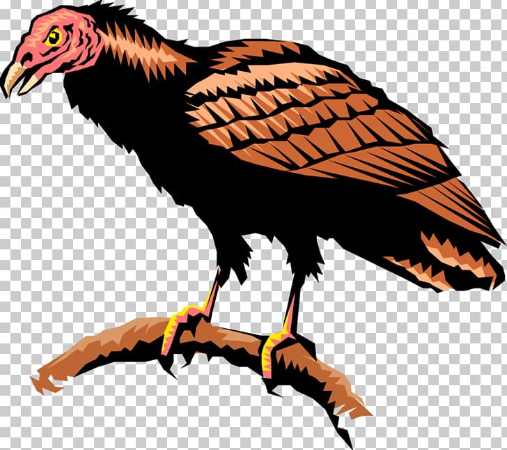 Turkey Vulture Andean Condor Hawk PNG, Clipart, Andean Condor, Animals, Beak, Bird, Bird Of Prey Free PNG Download