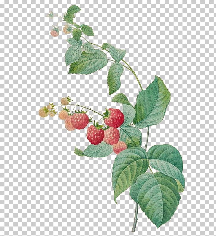 Choix Des Plus Belles Fleurs Pierre-Joseph Redouté (1759-1840) Fruits And Flowers Printmaking PNG, Clipart, Art, Belles, Berry, Botanical Illustration, Botany Free PNG Download