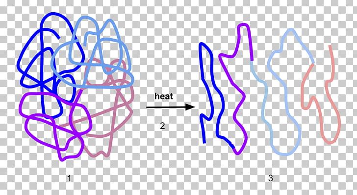 Denaturation Protein Structure Enzyme Protein Folding PNG, Clipart, Acid, Angle, Area, Blue, Diagram Free PNG Download