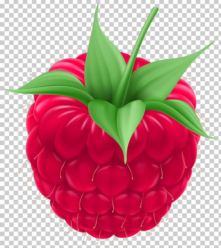 Raspberry PNG, Clipart, Berry, Cartoon, Clipart, Clip Art, Computer Icons  Free PNG Download