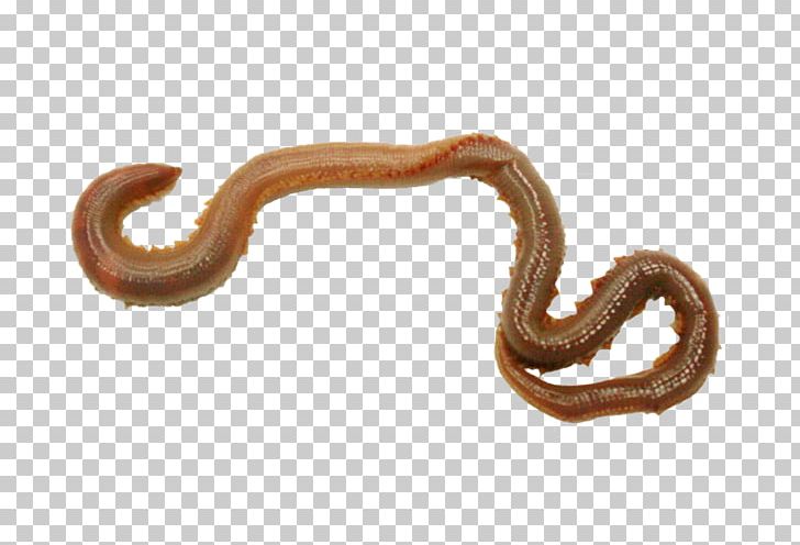 Worm Annelid Body Jewellery PNG, Clipart, Annelid, Body Jewellery, Body Jewelry, Free Png Image, Insects Free PNG Download