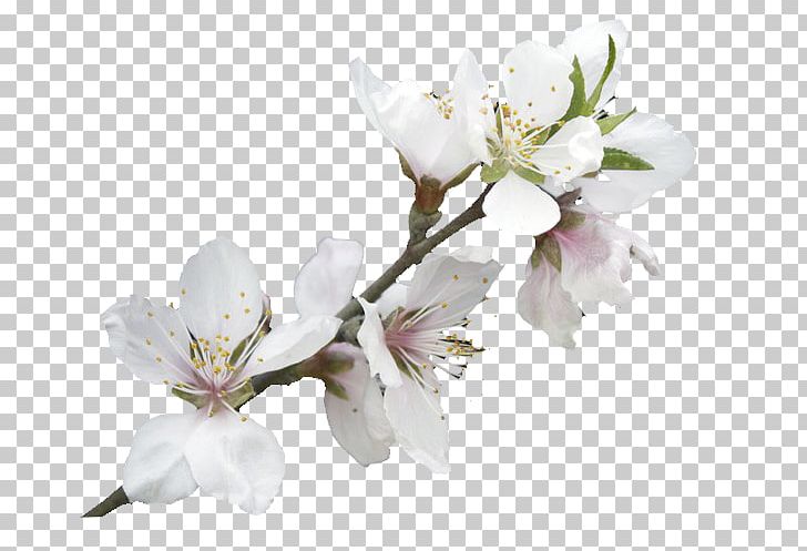 White Black White Branch PNG, Clipart, Background White, Black White, Blossom, Branch, Bu1ed9 Mu1ef1c Nang Free PNG Download
