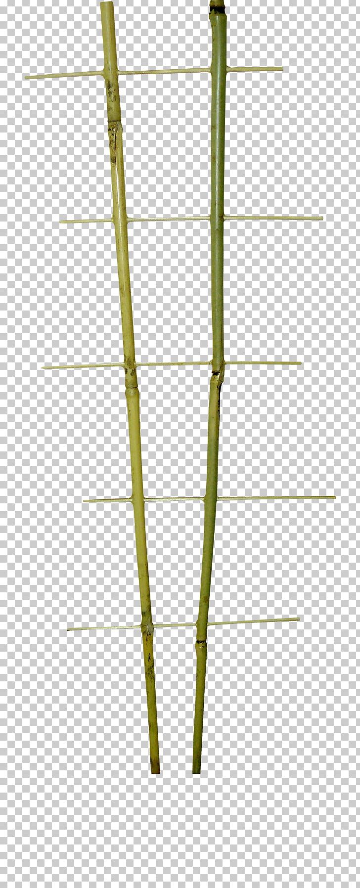 Bamboo Line Angle PNG, Clipart, Angle, Bamboo, Beautiful, Branch, Grass Family Free PNG Download