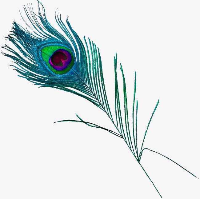 Beautiful Peacock Feathers PNG, Clipart, Animals, Beautiful Clipart, Feather, Feathers Clipart, Hair Free PNG Download